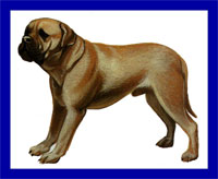 a well breed Bullmastiff dog